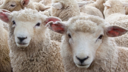 RAF 责任动物纤维标准