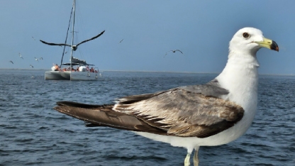 环境及动物友好验证服务